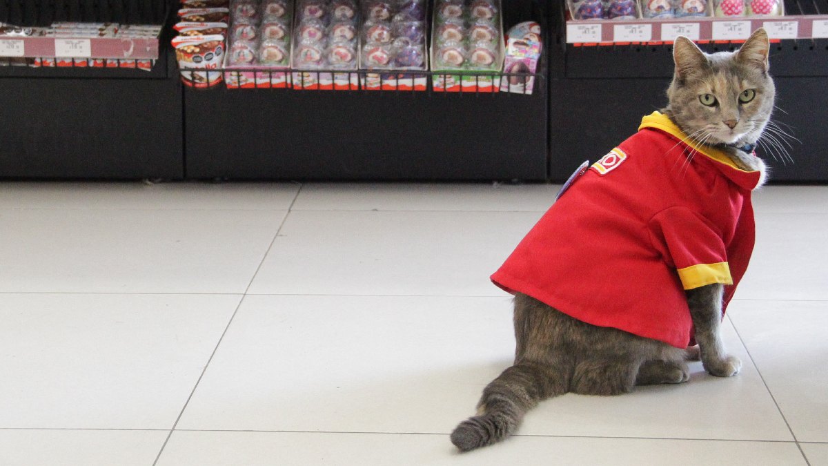 una gatita con uniforme en una tienda una gatita con uniforme en una tienda