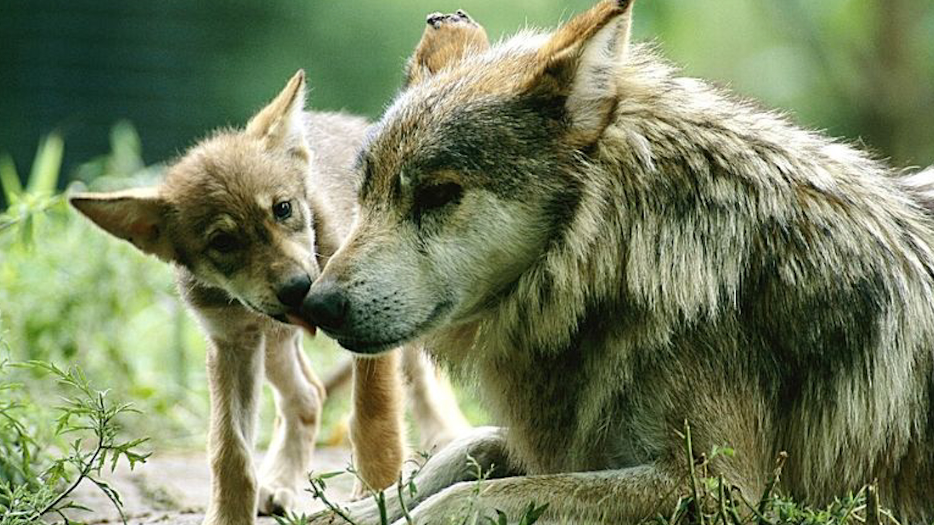 Hace 50 años, el Lobo Mexicano fue declarado extinto en vida silvestre. Actualmente existen más de 600 ejemplares en México y EU.