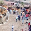 Exhibe una práctica llamada “carreras de gatos”, realizada en la comunidad de El Guamúchil, en el municipio de Xichú, Guanajuato.