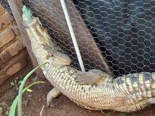 Cocodrilo rescatado