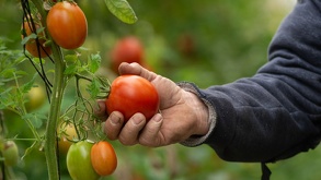 El consumo de jitomate en México es de 14.1 kilogramos por persona de manera anual, mientras que la hortaliza forma parte de la canasta básica.