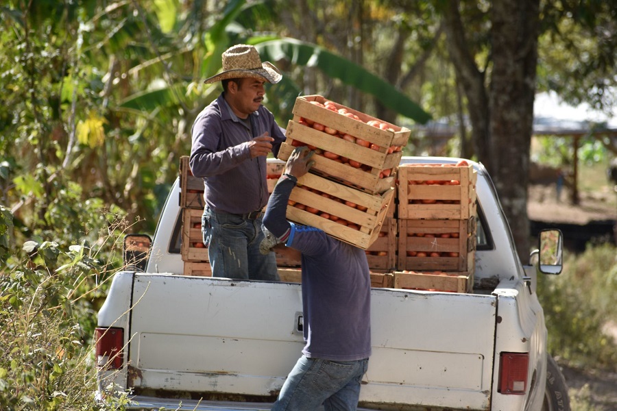 El consumo de jitomate en México es de 14.1 kilogramos por persona de manera anual, mientras que la hortaliza forma parte de la canasta básica. El consumo de jitomate en México es de 14.1 kilogramos por persona de manera anual, mientras que la hortaliza forma parte de la canasta básica.