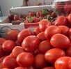 México fija precios mínimos de exportación para tomate fresco México fija precios mínimos de exportación para tomate fresco