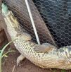 Cocodrilo rescatado