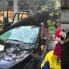 ¿Cuánto cubre el seguro de auto la pérdida por inundación o caída de árboles a causa de las fuertes lluvias?