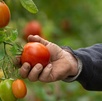 El consumo de jitomate en México es de 14.1 kilogramos por persona de manera anual, mientras que la hortaliza forma parte de la canasta básica. El consumo de jitomate en México es de 14.1 kilogramos por persona de manera anual, mientras que la hortaliza forma parte de la canasta básica.