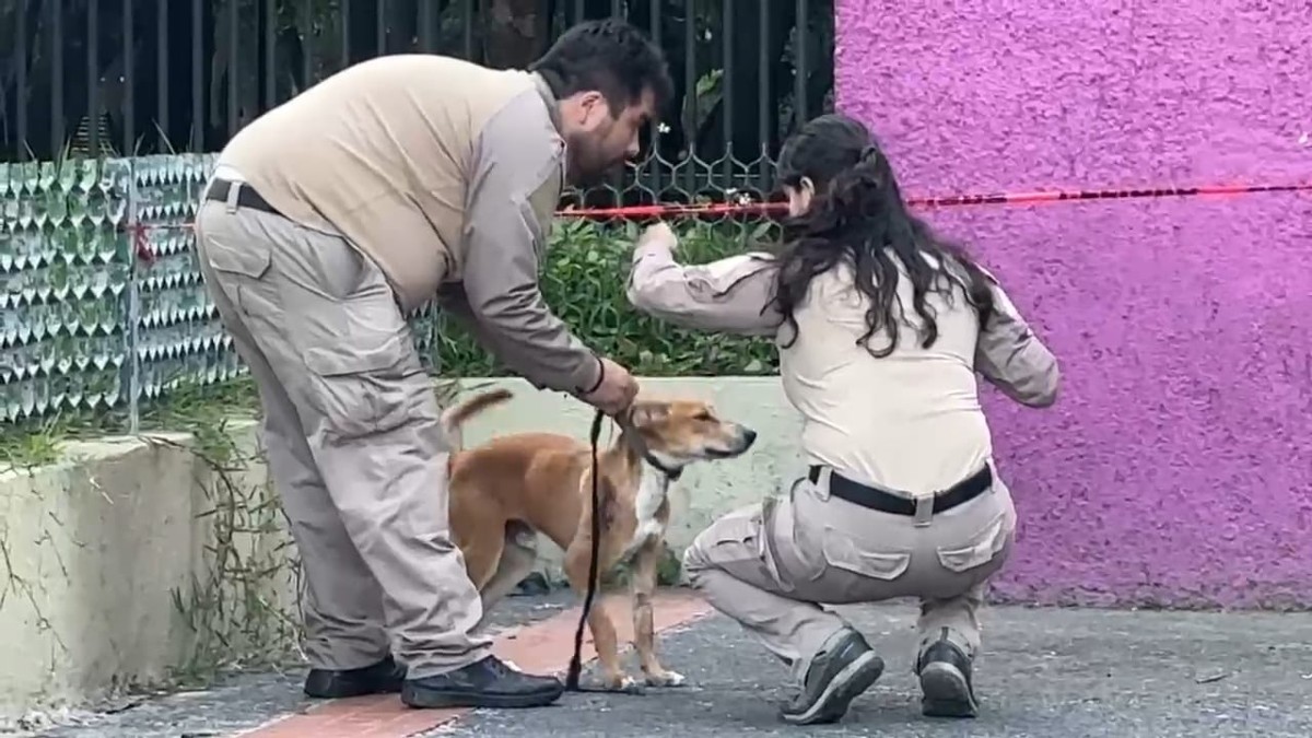 Hombre es asesinado en la entrada del parque Agua Azul y su perrito resultó herido al intentar salvarlo; autoridades investigan el brutal ataque. Hombre es asesinado en la entrada del parque Agua Azul y su perrito resultó herido al intentar salvarlo; autoridades investigan el brutal ataque.