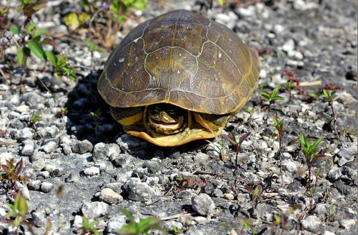 Trafico tortugas