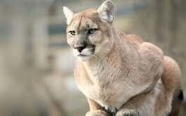 Un puma murió luego de ser atropellado sobre la Carretera Nacional, en el municipio de Allende, Nuevo León, informaron autoridades estatales.