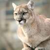 Un puma murió luego de ser atropellado sobre la Carretera Nacional, en el municipio de Allende, Nuevo León, informaron autoridades estatales.