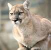 Un puma murió luego de ser atropellado sobre la Carretera Nacional, en el municipio de Allende, Nuevo León, informaron autoridades estatales.