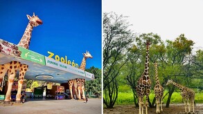 El Zoológico de León se llenó de alegría con el nacimiento de 44 nuevos animales de diversas especies que alberga este parque.