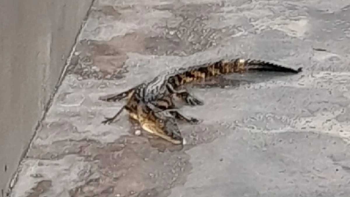 Vecinos de un fraccionamiento en la zona norte del municipio de León, Guanajuato, reportaron el hallazgo de un pequeño caimán en el patio de una casa. Vecinos de un fraccionamiento en la zona norte del municipio de León, Guanajuato, reportaron el hallazgo de un pequeño caimán en el patio de una casa.