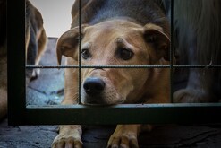 Maltrato animal Congreso