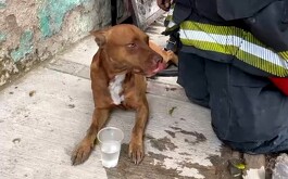 Rescate de perrito en Tlaquepaque: bomberos dan RCP al animal