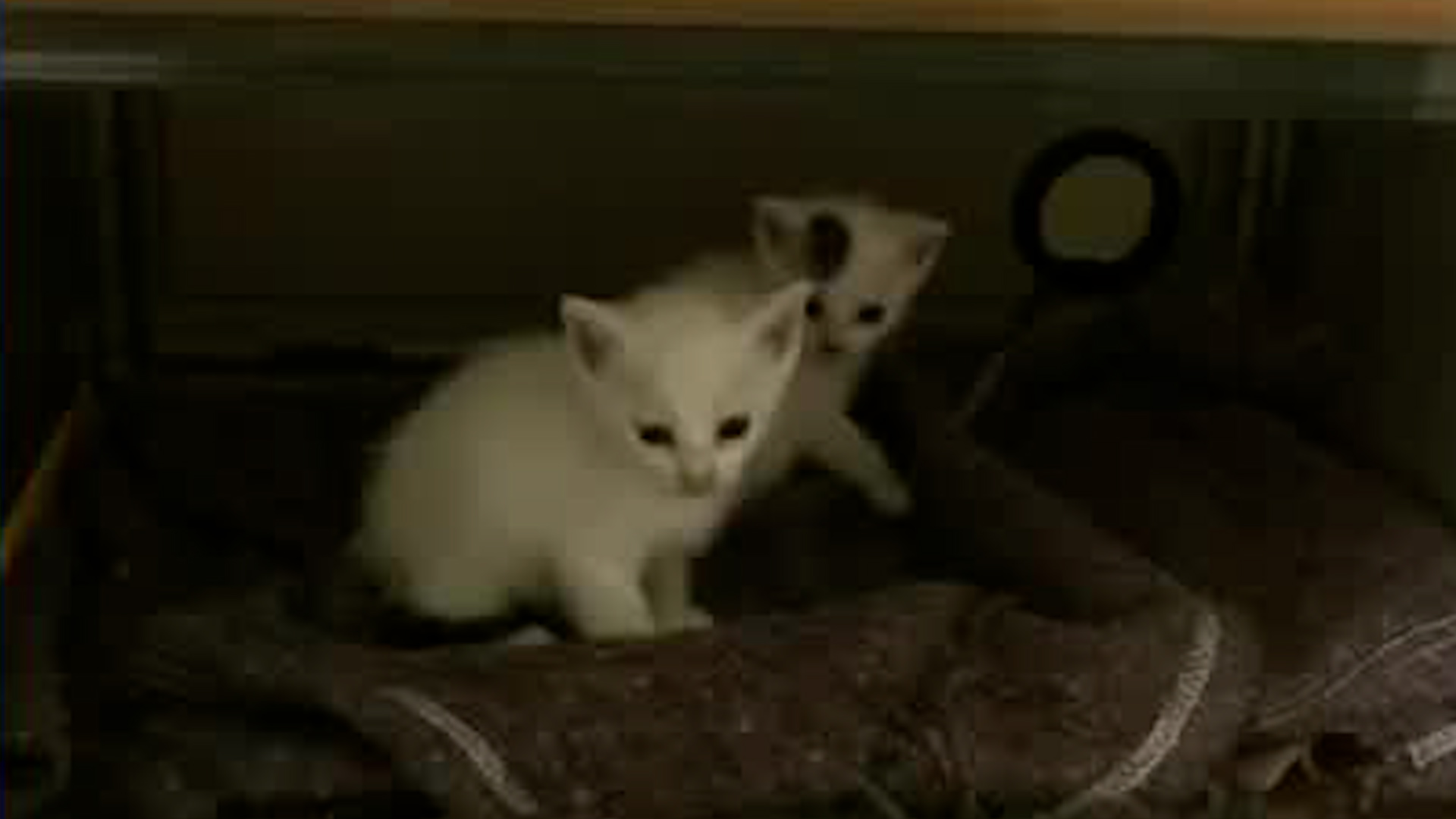 Mónica Garduño Ballesteros, directora de la Brigada de Vigilancia Animal, nos da los detalles para poder adoptar a los gatitos bautizados como Chispa y Flama.