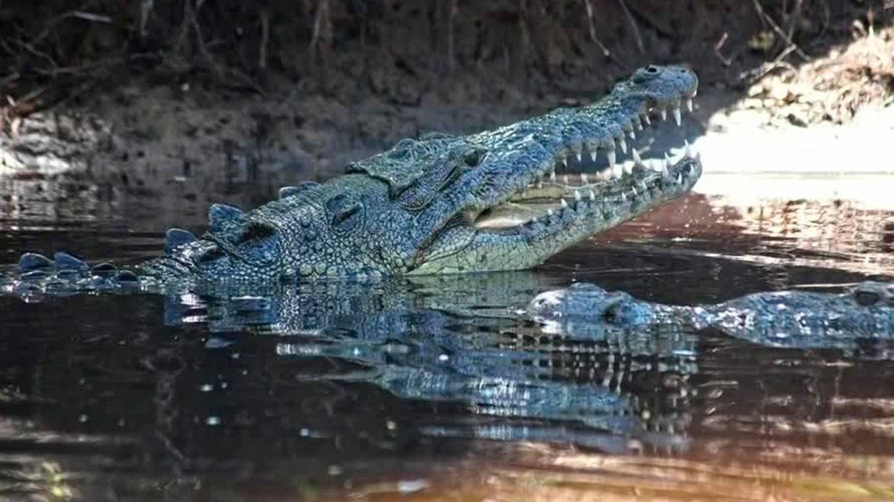 Un ataque de cocodrilo a turistas en las inmediaciones de la laguna Ventanilla, en el municipio de Santa María Tonameca, fue reportado el martes 12 de agosto.
