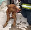Rescate de perrito en Tlaquepaque: bomberos dan RCP al animal