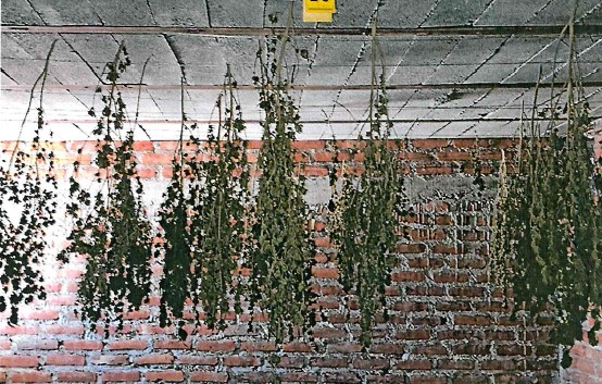 Teocaltiche marihuana