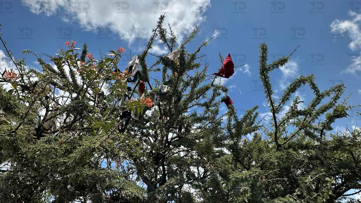 ropa íntima en un árbol