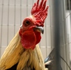 La presunta pelea de gallos al interior del C.E. Venustiano Carranza fue presenciado por alumnas y alumnos de distintos niveles, según se aprecia en fotografías