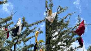 árbol de calzones y brasieres en puebla