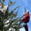 árbol de calzones y brasieres en puebla