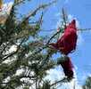 árbol de calzones y brasieres en puebla