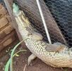 Cocodrilo rescatado