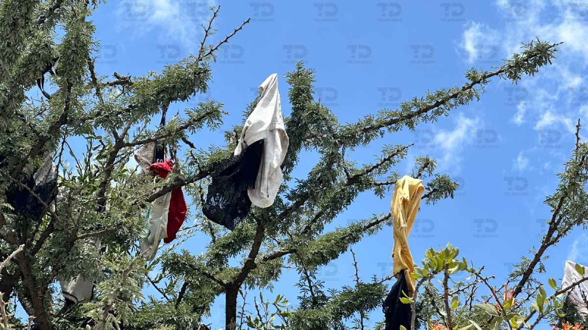 ropa interior sobre un árbol