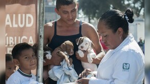 En CdMx se ofrece esterilización de mascotas gratis en varios puntos