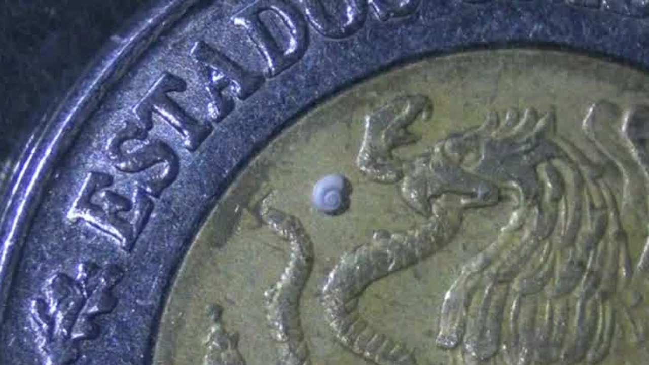 Investigadores de la UJED descubrieron en Los Chorros, Coahuila, la especie de caracol de agua dulce más pequeña del mundo.