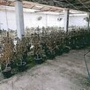 Teocaltiche marihuana Teocaltiche marihuana