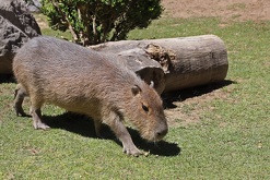 Pese a su temple dócil y su figura llamativa, las capibaras podrían mostrarse agresivas si detectan un entorno distinto.
