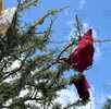 árbol de calzones y brasieres en puebla
