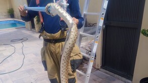 Un gran susto se llevó un residente de la colonia Profesionistas en Torreón la mañana de este domingo, al descubrir una enorme víbora en el interior de su casa.