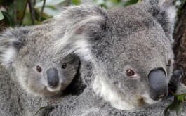 Héroe australiano de 82 años salva a un koala y se hace viral