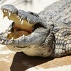 En redes sociales comenzó a circular una alerta sobre la presencia de un cocodrilo en Guanajuato, lo que motivó la movilización inmediata de vecinos.