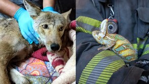 Un coyote atrapado en Tlajomulco y un camaleón en Guadalajara fueron rescatados en operativos que recuerdan la importancia de proteger la fauna.