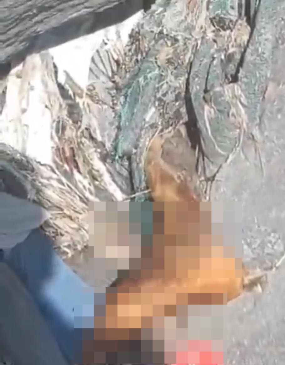 Autoridades hallaron una extremidad humana en la Barranca de Huentitán a 50 metros de profundidad; la Fiscalía ya se encuentra investigando su origen. Autoridades hallaron una extremidad humana en la Barranca de Huentitán a 50 metros de profundidad; la Fiscalía ya se encuentra investigando su origen.