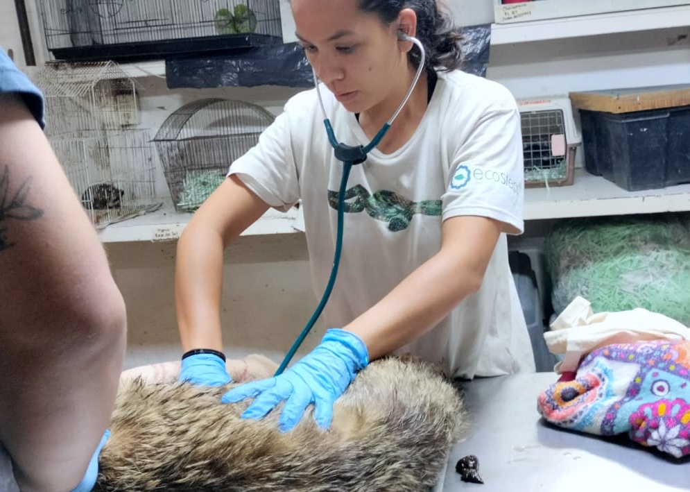 Un coyote atrapado en Tlajomulco y un camaleón en Guadalajara fueron rescatados en operativos que recuerdan la importancia de proteger la fauna.