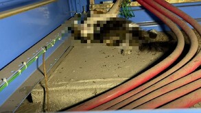 La interrupción del servicio de luz en la clínica 1 del IMSS fue ocasionada por un gato que ingresó al centro de carga y dañó tres fusibles.
