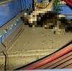 La interrupción del servicio de luz en la clínica 1 del IMSS fue ocasionada por un gato que ingresó al centro de carga y dañó tres fusibles.