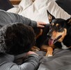 Esta ley busca velar por el bienestar de los animales de compañía