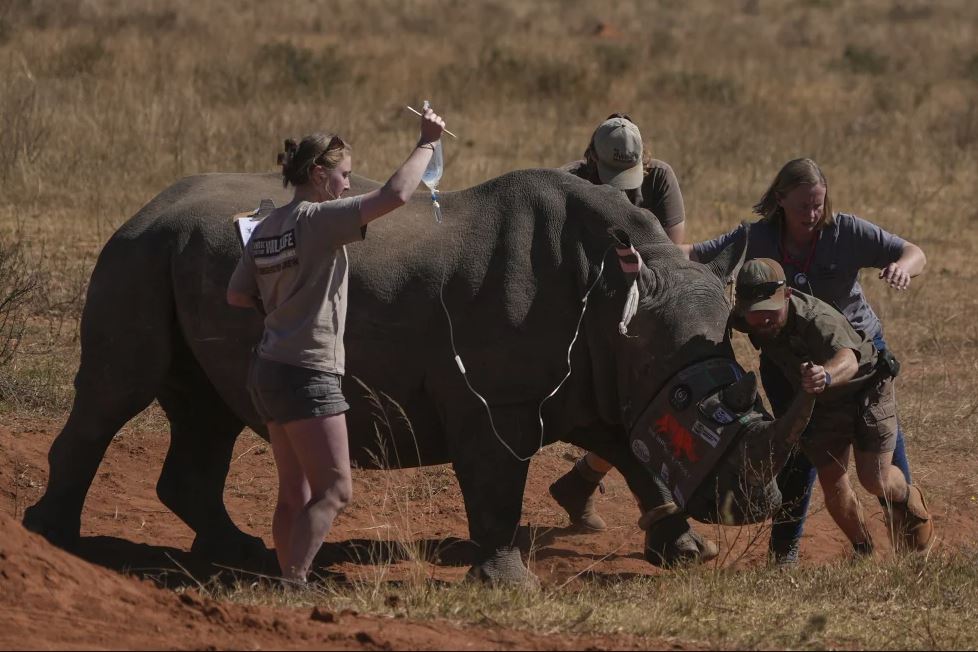 Rinocerontes Sudáfrica