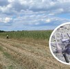 Un objeto volador no identificado explotó en un campo de maíz en Polonia; autoridades investigan si pudo tratarse de un dron militar o de contrabando.