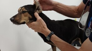 Perrito rescatado en San Pedro Garza García