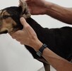 Perrito rescatado en San Pedro Garza García Perrito rescatado en San Pedro Garza García