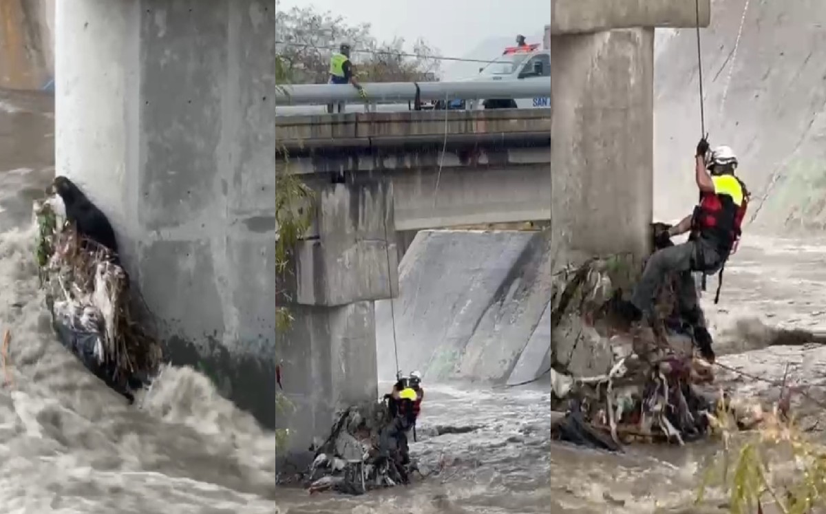 Perro rescatado de corriente tras lluvias en San Pedro Garza García. / PC San Pedro