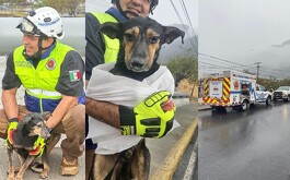 Perro rescatado en San Pedro. / Protección Civil de San Pedro Garza García